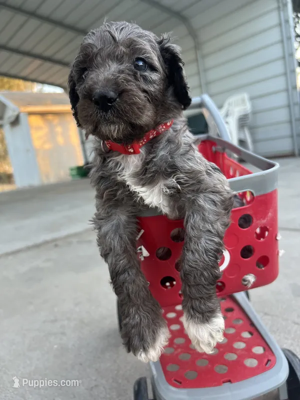 Red – Goldendoodle puppy for sale in Madera Ranchos, CA