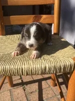Vallejo, a male Australian Shepherd for sale in Benicia, CA – 5 of 10