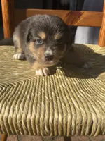 Berkeley, a female Australian Shepherd for sale in Benicia, CA – 8 of 8