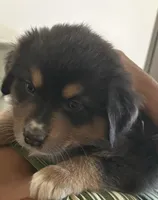 Berkeley, a female Australian Shepherd for sale in Benicia, CA – 6 of 8