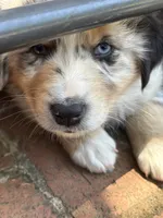 Monterey, a male Australian Shepherd for sale in Benicia, CA – 1 of 7