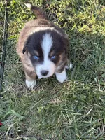Vallejo, a male Australian Shepherd for sale in Benicia, CA – 4 of 10