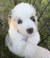 Malibu Aussie, a female Australian Shepherd for sale in Benicia, CA – 2 of 8