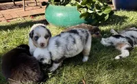 Benicia Rose, a female Australian Shepherd for sale in Benicia, CA – 9 of 10