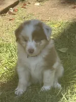 Penny Loafer, a female Australian Shepherd for sale in Benicia, CA – 5 of 10
