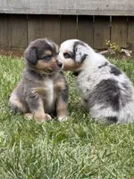 Tahoe, a male Australian Shepherd for sale in Benicia, CA – 5 of 9
