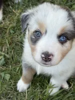 Benicia Rose, a female Australian Shepherd for sale in Benicia, CA – 3 of 10