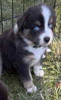 Vallejo, a male Australian Shepherd for sale in Benicia, CA – 6 of 10