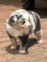 Benicia Rose, a female Australian Shepherd for sale in Benicia, CA – 8 of 10
