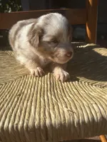 Penny Loafer, a female Australian Shepherd for sale in Benicia, CA – 8 of 10