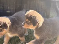 Carmel, a female Australian Shepherd for sale in Benicia, CA – 7 of 9