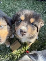 Carmel, a female Australian Shepherd for sale in Benicia, CA – 5 of 9