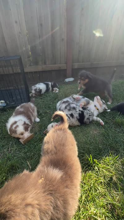 Carmel, a female Australian Shepherd for sale in Benicia, CA – 9 of 9
