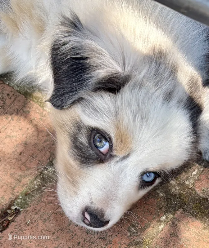 Benicia Rose – Australian Shepherd puppy for sale in Benicia, CA