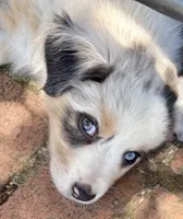 Benicia Rose, a female Australian Shepherd for sale in Benicia, CA – 1 of 10