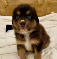 Carmel, a female Australian Shepherd for sale in Benicia, CA – 4 of 9