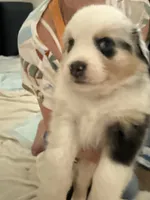 Malibu Aussie, a female Australian Shepherd for sale in Benicia, CA – 8 of 8