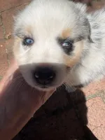 Malibu Aussie, a female Australian Shepherd for sale in Benicia, CA – 6 of 8
