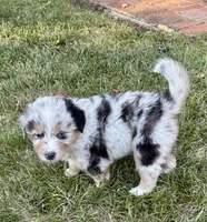Zuma, a male Australian Shepherd for sale in Benicia, CA – 4 of 6