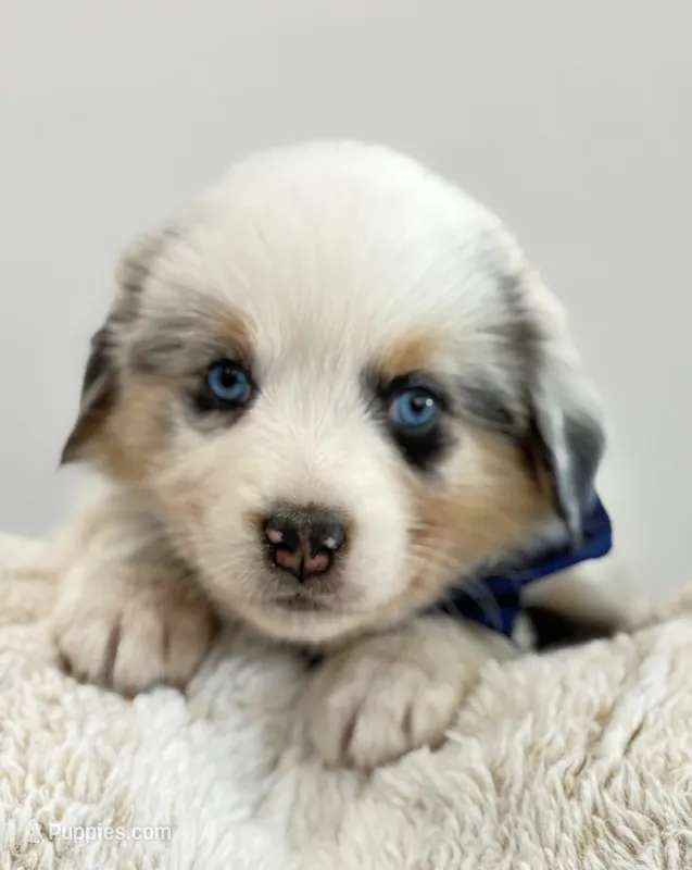 Malibu Aussie – Australian Shepherd puppy for sale in Benicia, CA