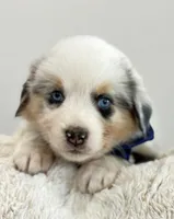 Malibu Aussie, a female Australian Shepherd for sale in Benicia, CA – 1 of 8