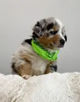 Monterey, a male Australian Shepherd for sale in Benicia, CA – 4 of 7