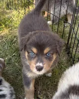 Berkeley, a female Australian Shepherd for sale in Benicia, CA – 2 of 8
