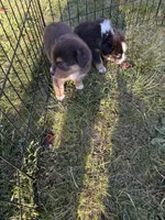 Carmel, a female Australian Shepherd for sale in Benicia, CA – 6 of 9