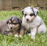 Tahoe, a male Australian Shepherd for sale in Benicia, CA – 4 of 9