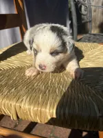 Benicia Rose, a female Australian Shepherd for sale in Benicia, CA – 7 of 10