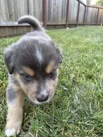 Tahoe, a male Australian Shepherd for sale in Benicia, CA – 3 of 9