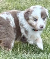Penny Loafer, a female Australian Shepherd for sale in Benicia, CA – 3 of 10