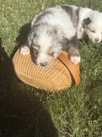 Benicia Rose, a female Australian Shepherd for sale in Benicia, CA – 10 of 10