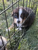 Vallejo, a male Australian Shepherd for sale in Benicia, CA – 3 of 10