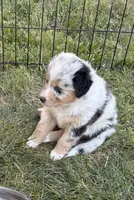 Zuma, a male Australian Shepherd for sale in Benicia, CA – 3 of 6