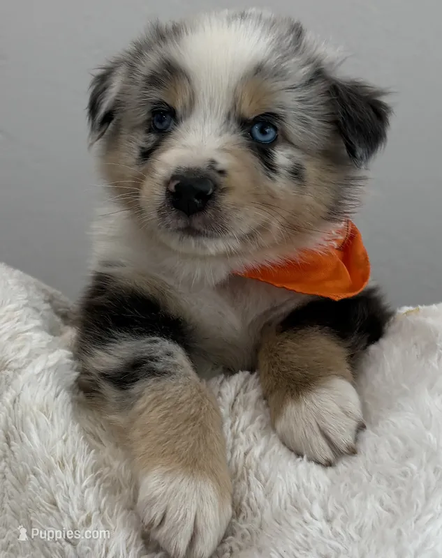 Zuma – Australian Shepherd puppy for sale in Benicia, CA