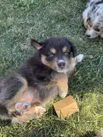 Berkeley, a female Australian Shepherd for sale in Benicia, CA – 3 of 8