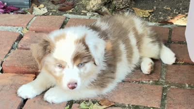 Penny Loafer, a female Australian Shepherd for sale in Benicia, CA – 10 of 10