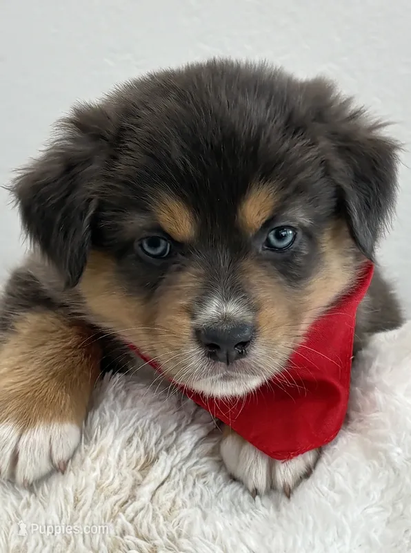 Carmel – Australian Shepherd puppy for sale in Benicia, CA