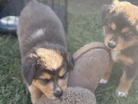 Carmel, a female Australian Shepherd for sale in Benicia, CA – 8 of 9