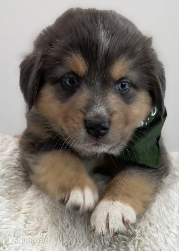 Tahoe – Australian Shepherd puppy for sale in Benicia, CA