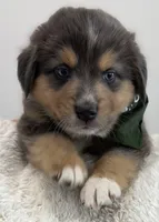 Tahoe, a male Australian Shepherd for sale in Benicia, CA – 1 of 9