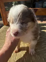 Penny Loafer, a female Australian Shepherd for sale in Benicia, CA – 7 of 10