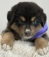 Berkeley, a female Australian Shepherd for sale in Benicia, CA – 1 of 8