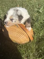 Zuma, a male Australian Shepherd for sale in Benicia, CA – 6 of 6