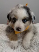Benicia Rose, a female Australian Shepherd for sale in Benicia, CA – 5 of 10