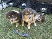 Carmel, a female Australian Shepherd for sale in Benicia, CA – 3 of 9