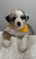Benicia Rose, a female Australian Shepherd for sale in Benicia, CA – 2 of 10