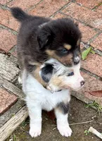 Carmel, a female Australian Shepherd for sale in Benicia, CA – 2 of 9
