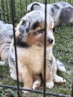Benicia Rose, a female Australian Shepherd for sale in Benicia, CA – 6 of 10